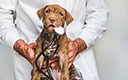 Sondaj pentru clinică veterinară