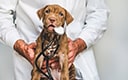 Veterinārās klīnikas novērtējums